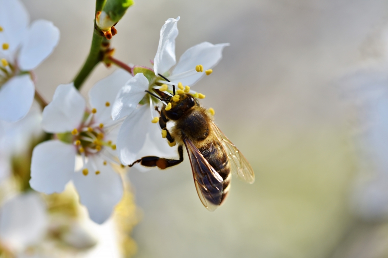 jardinerie-ROUGIERS-min_bee-4092986